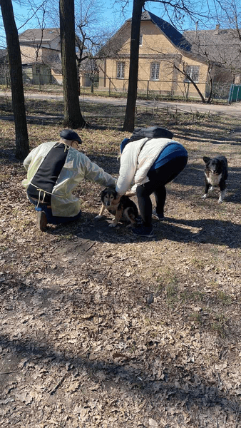 бешенство в Киевской области, бешенство в Боярке, бешенство у собак, вакцинация от бешенства, вакцинация собак