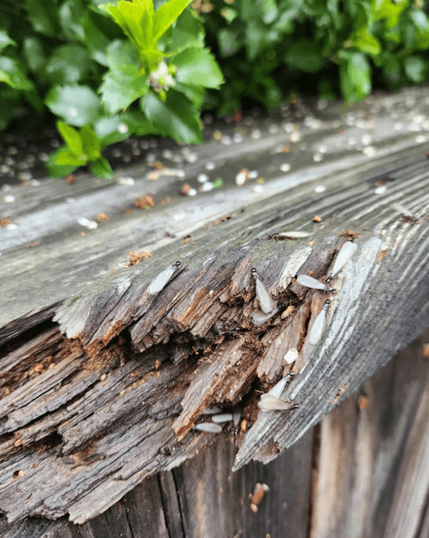 Крилаті комахи біля будинку