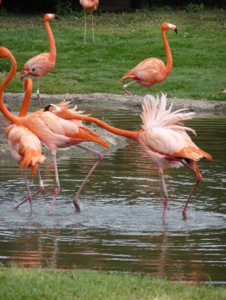 рожевий фламінго