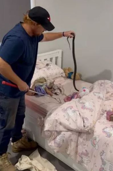 Родители из Квинсленда нашли змею в колыбели своей дочери, как рептилия оказалась в кроватке ребенка, курьезы