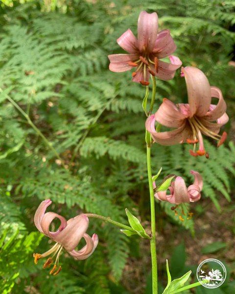 В Чорнобильському заповіднику знайшли лісову лілію