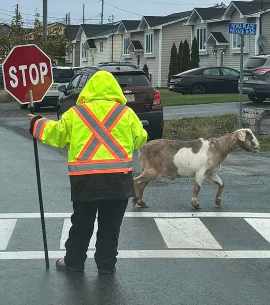 Козел Джошуа выиграл полумарафон в Канаде, животное порвало ошейник и погналось за бегунами, курьезы