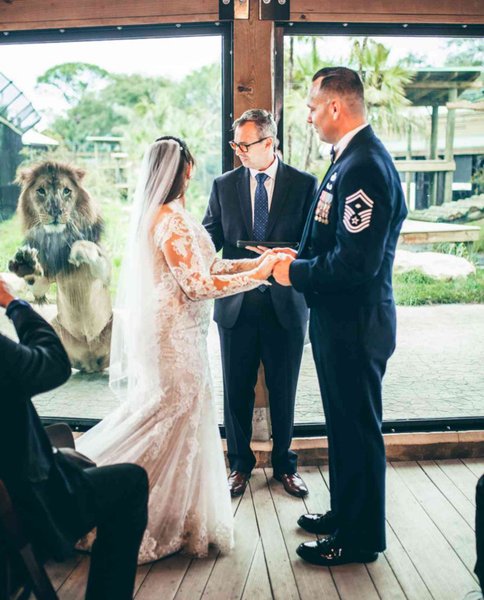 Свадьба в зоопарке, лев, супруги, новый вольер, вольер для львов, лев смотрит на невесту, необычная свадьбе, свадебные идеи