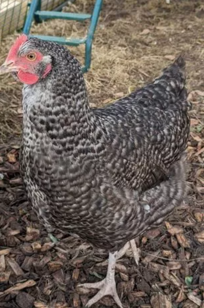 Курица снесла яйцо с тремя желтками, курьезы, приколы, Великобритания, аномалии, фото, интересные новости