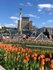 Киев, тюльпаны, Майдан Незалежности,