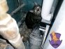 Kyiv Animal Rescue Group рятує тварин у Києві