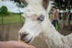 Фельдман Екопарк, екопарк харків, екопарк фельдмана, зоопарк фельдмана, фельдман, лама