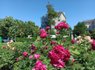 Фото на RugOne Xever 8