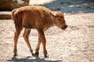 новорожденный бизон, киев зоопарк бизон, бизоны киевский зоопарк