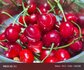 poco x8 pro камера пример снимок вишня