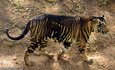 рідкісний тигр