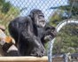 США, шимпанзе, умер,