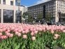 Киев, тюльпаны, Нидерланды,