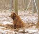 медведи, медвежий приют, защита медведей, спасение медведей, приют домажир, домажир медведи, домажир