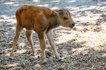 новорожденный бизон, киев зоопарк бизон, бизоны киевский зоопарк