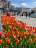 Киев, цветы, Нидерланды,