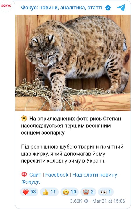 З'явилася нова фотосесія рисі Степана