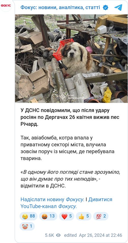 Пес Річард вижив у Дергачах