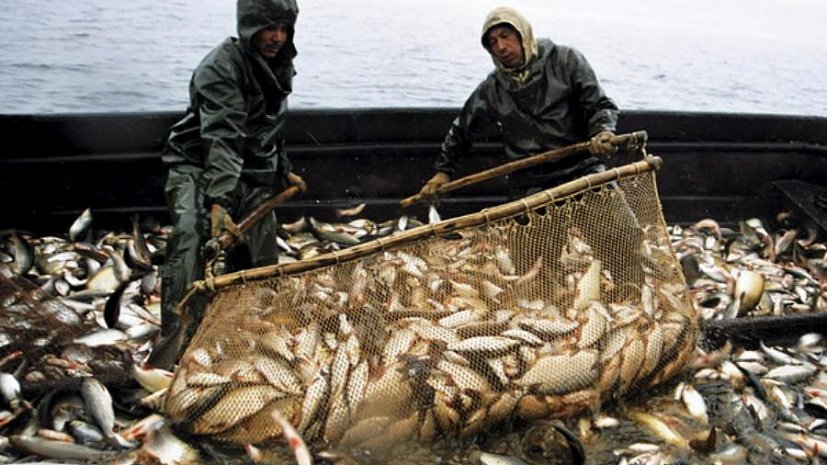 Украина и РФ согласовали квоты на ловлю рыбы в Азовском море