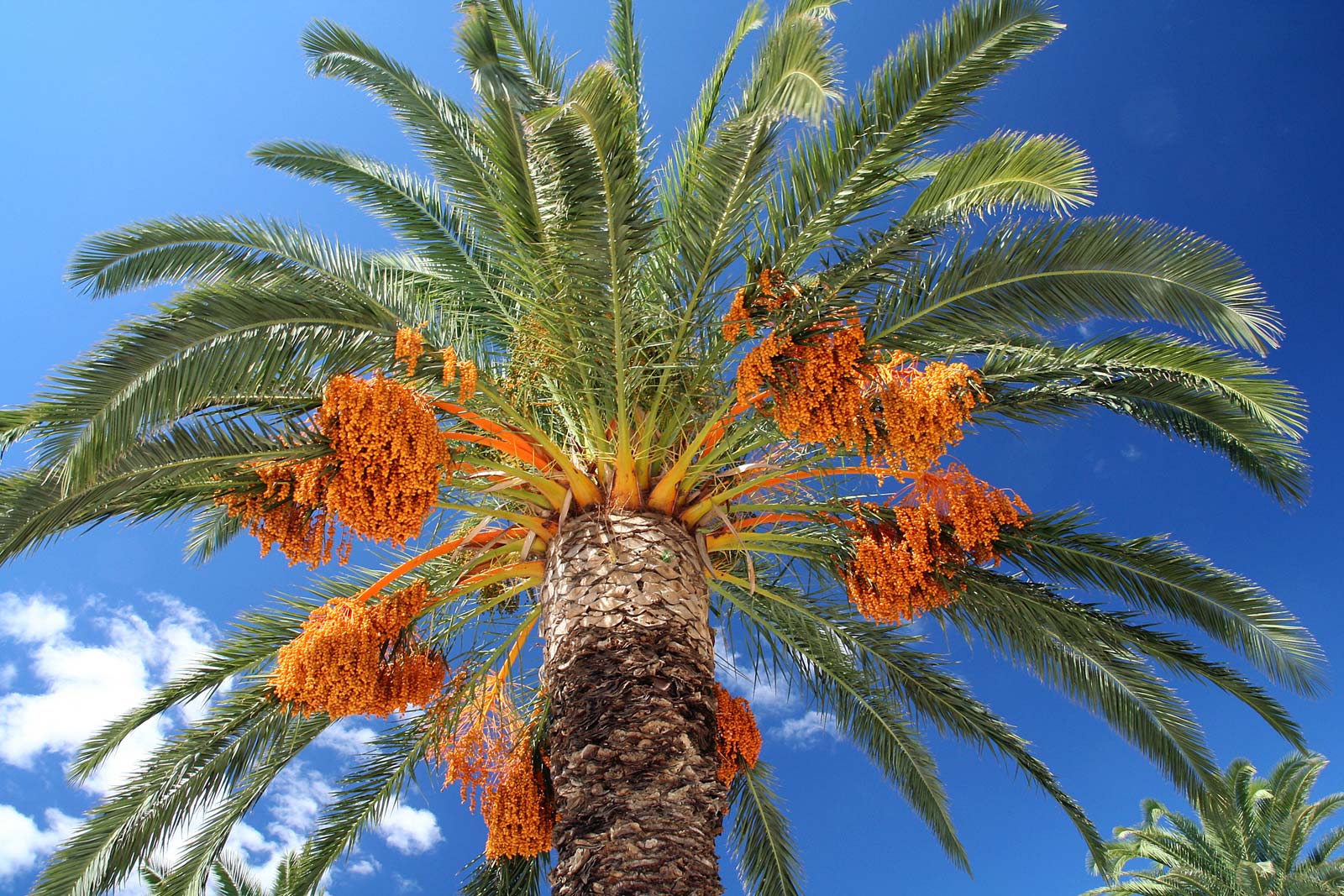 В Израиле вырастили вымершие финиковые пальмы из семян возрастом 2 тысячи лет
