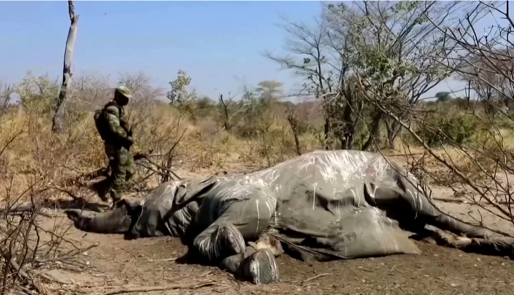 Власти Ботсваны пояснили таинственную смерть не менее 300 слонов