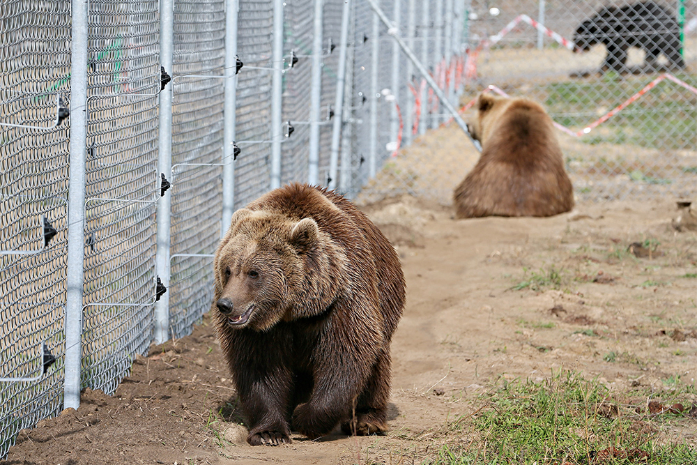 медведь, вольер, забор, фото